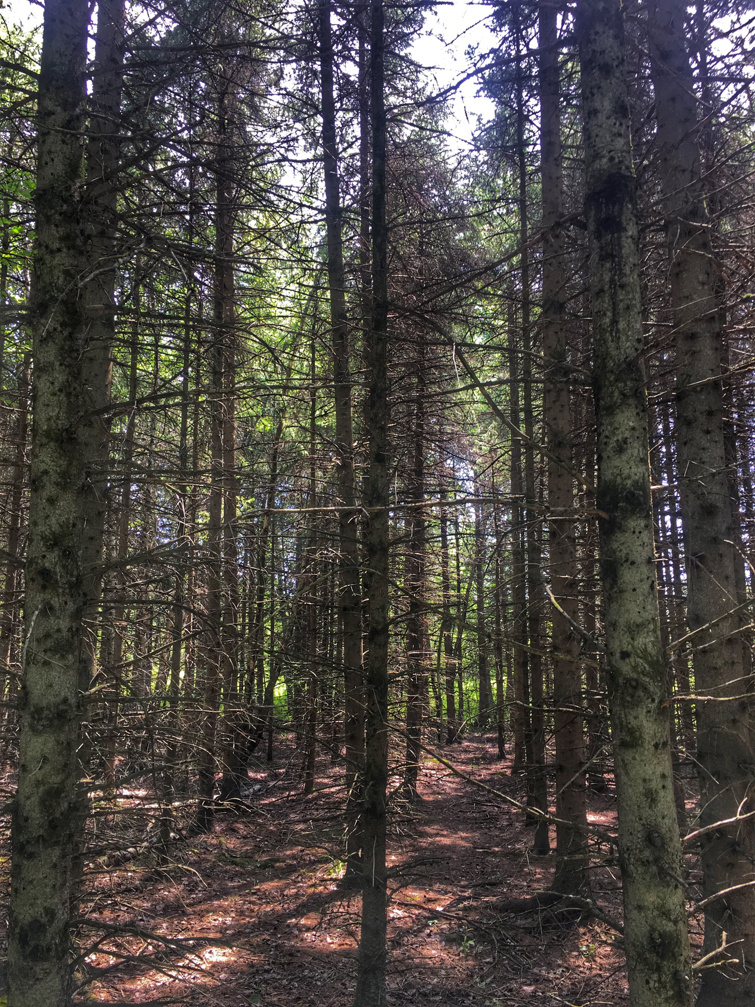 Randonnée : Parc national de la Yamaska